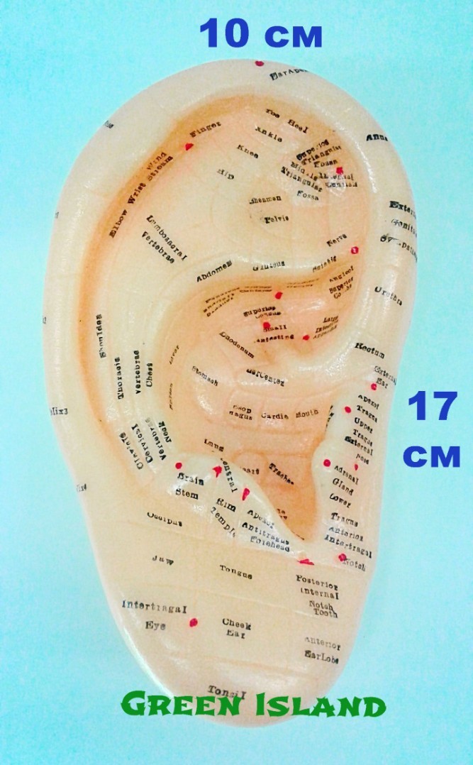 Макет ушной раковины с акупунктурными точками