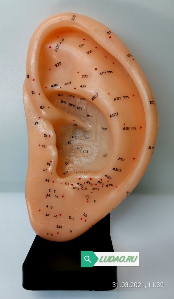 Макет ушной раковины с акупунктурными точками на подставке